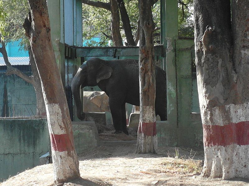 Слоны Индор