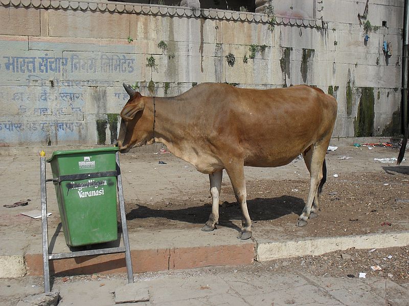 Корова в Индии
