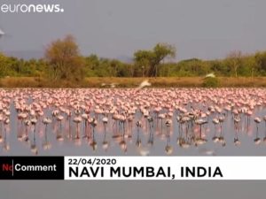 Фламинго в Мумбаи