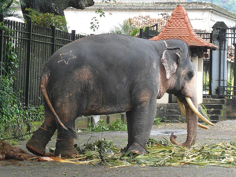 Слон в Индии