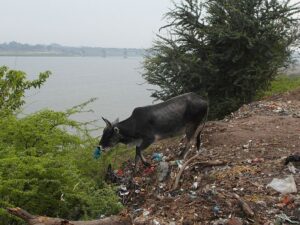 Коровы в Индии