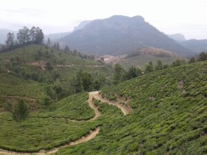 Как выращивают чай в Индии