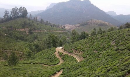 Как выращивают чай в Индии