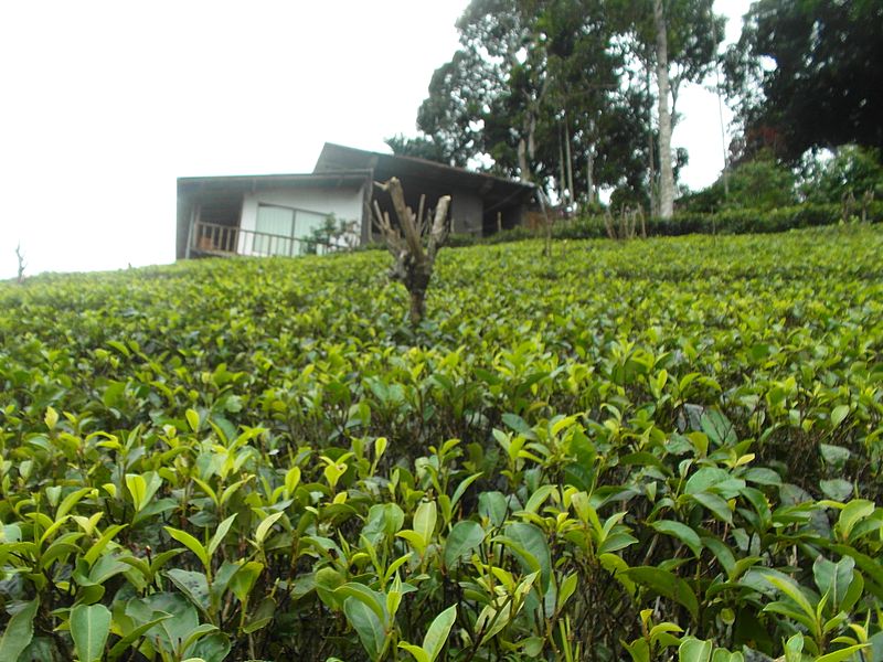 Чай растет в Индии