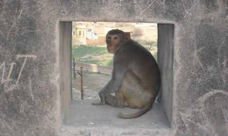 индийские обезьяны
