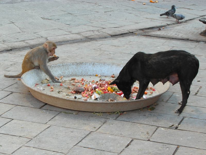 обезьяны и собаки в индии