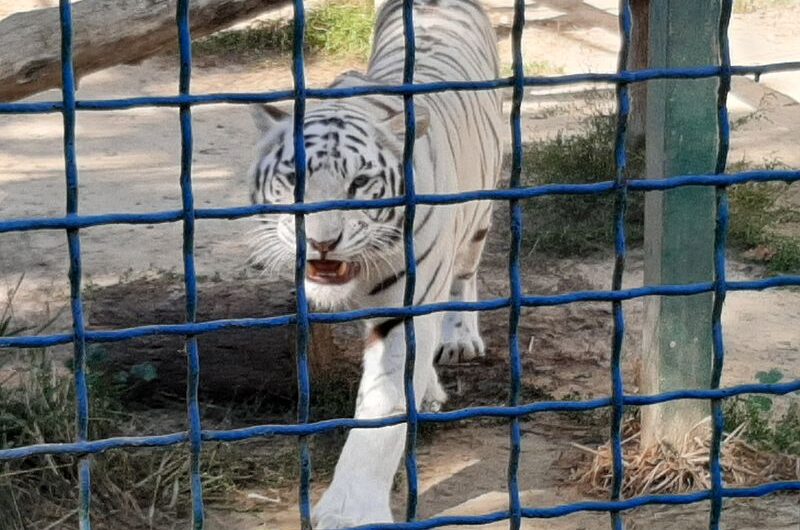 Где можно полюбоваться тиграми в Индии? Полный список мест