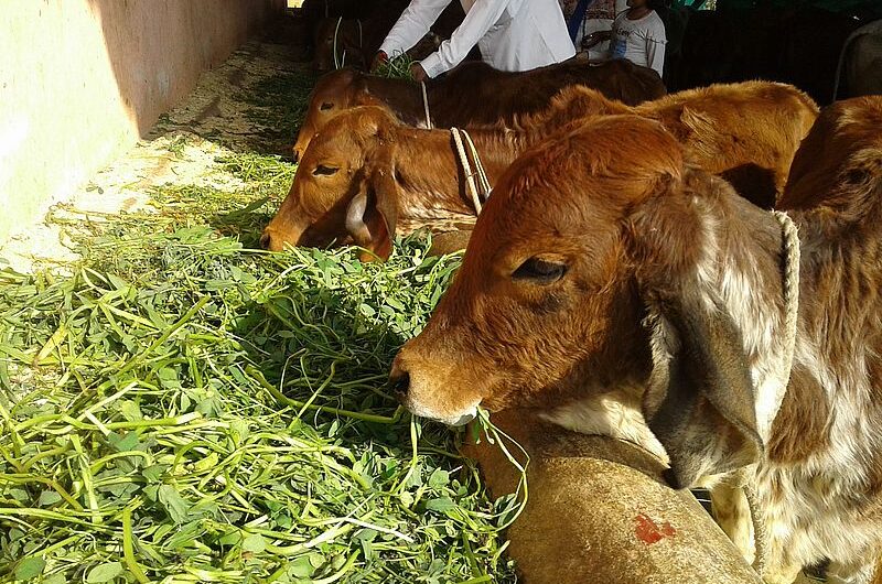 Гопаштами: день почитания коровы в Индии