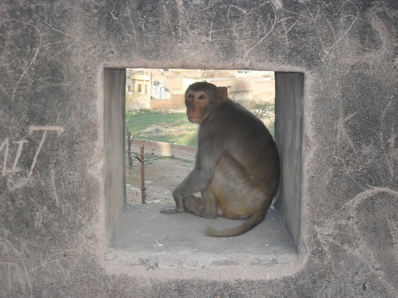 индийские обезьяны