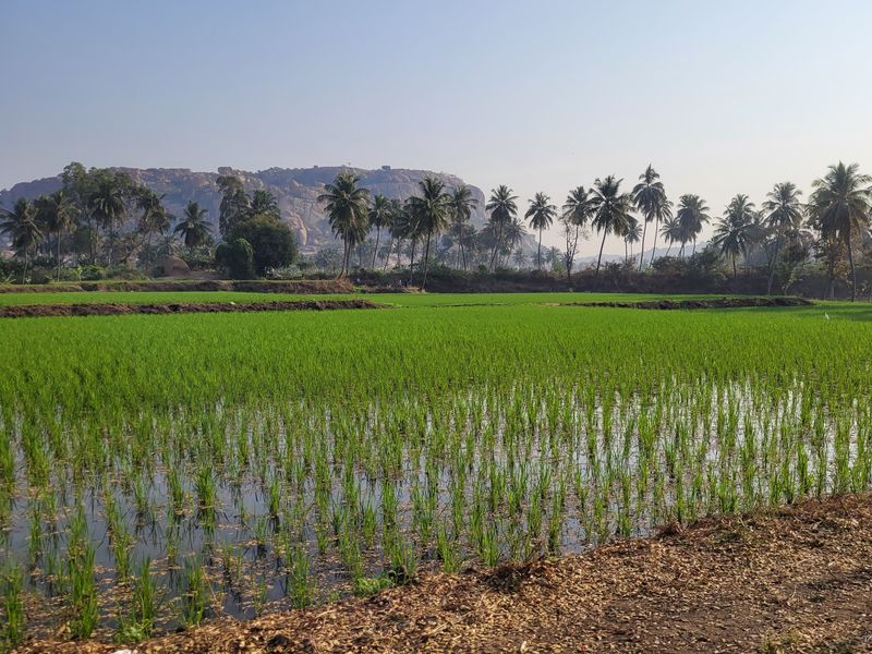 Рисовые поля деревни Анегонди