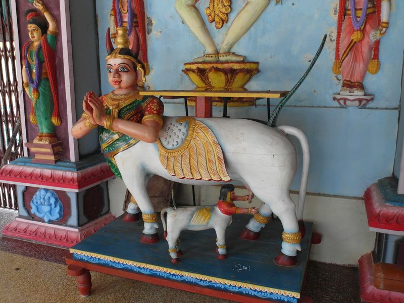 Священная корова в храме Шивы