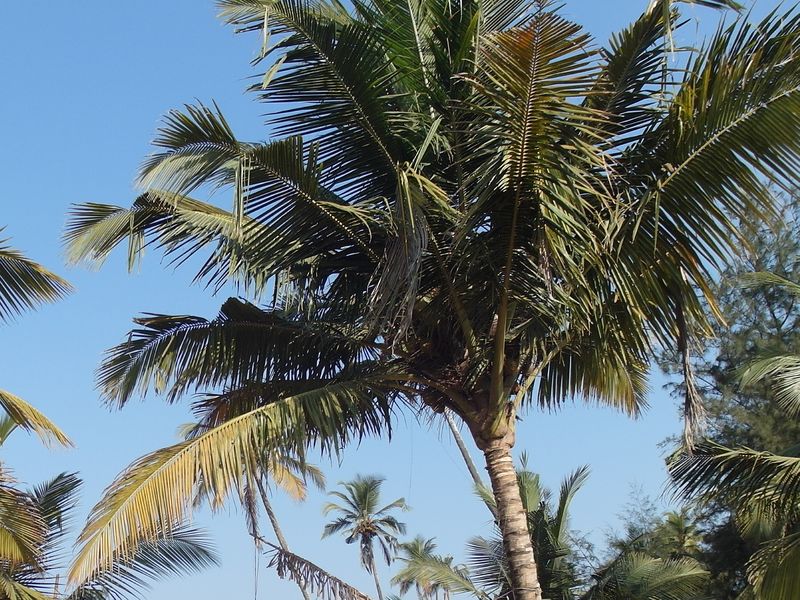 Южноиндийская пальма